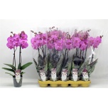 Phalaenopsis Kuuking purple 12cm h60 2õv