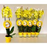 Phalaenopsis Kuuking Yellow 12cm h70 2õv
