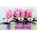 Phalaenopsis Kuuking pink 9cm