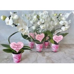 Phalaenopsis Kuuking white 9cm