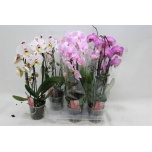 Phalaenopsis Kuuking Elegant Cascade h45 2õv 12cm