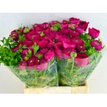 Ranunculus Tulikas Elegance Cerise