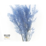 Dried Ruscus Lavendel 10pc/bunch 70cm (pk)
