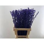 Salix Paju Snow Flake paint Milka 70cm