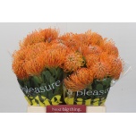 Leucospermum Nõelakera Soleil 40cm*10