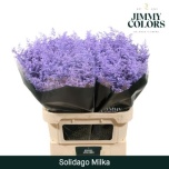 Solidago Kuldvits paint Milka