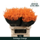 Solidago Kuldvits paint Oranž 70cm