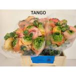 Ranunculus Tulikas aazur Tango