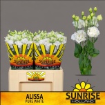 Eustoma Preeriakell Alissa Pure White 55cm