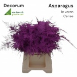 Asparagus Setaceus paint Cerise 45cm (pk)