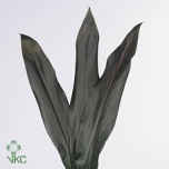Cordyline Black Tie 60cm (pk)