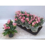 Eustoma Preeriakell Bolero Pink 10,5cm