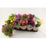 Chrysanthemum Krüsanteem indi double flowered mix 12cm