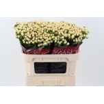 Hypericum Naistepuna Cool Romance 70cm