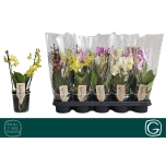 Phalaenopsis Kuuking Multiflora 12cm h30 2õv