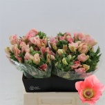 Anemone Ülane Carmel Barbi 40cm