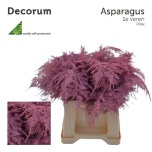 Asparagus setaceus paint Pink 45cm (tk)