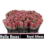 Roos 60cm Athena Royale (Holla)