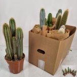 Cactus Kaktus mix 17cm