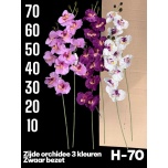 Deco orhidee oks h70