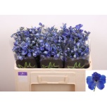 Delphinium Kukekannus Bella Andes Azure 50cm