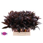 Dracaena compacta 45cm (pk)