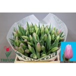 Tulp si Dutch Lane