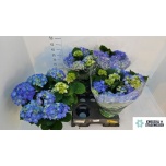 Hydrangea Hortensia Early Blue 14cm