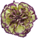 Dianthus Nelk ST Extravaganza*20