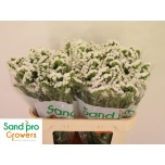 Limonium Parkjuur S Glacier Trophy 70cm