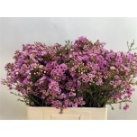 Chamelaucium Sidrunmürt Grand Adi 60cm