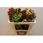 Hypericum Naistepuna Mag mix 50cm