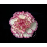 Dianthus Nelk ST Komachi*20
