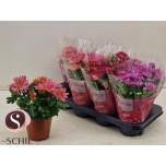 Chrysanthemum Krüsanteem indi mix 13cm