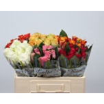 Roos 50cm MIX in bucket (Lafto)