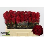 Roos 50cm Madam Red (Amor)