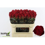 Roos 70cm Madam Red (Amor)