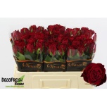 Roos 50cm Madam Red (Omang)