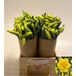 Narcissus Nartsiss ov