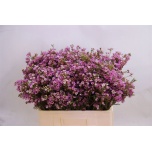 Chamelaucium Sidrunmürt Painted Lady 60cm