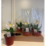 Paphiopedillum Veenusking 2ÕV 12cm