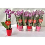 Phalaenopsis Kuuking mini 6cm h25