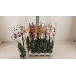 Phalaenopsis Kuuking mix 12cm h55 2õv