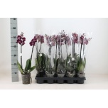 Phalaenopsis Kuuking anth montpellier 12cm