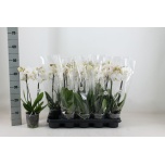 Phalaenopsis Kuuking other white 12cm h45