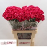 Dianthus Nelk ST Purple Storm*20