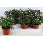 Rhododendron Asalea simsii hellmut vogel mix 14cm