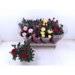 Rosa Potiroos Favorite Roses mix 5 col 13cm