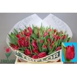 Tulp fr Salamanca