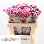 Dianthus Nelk SP Salsa*10